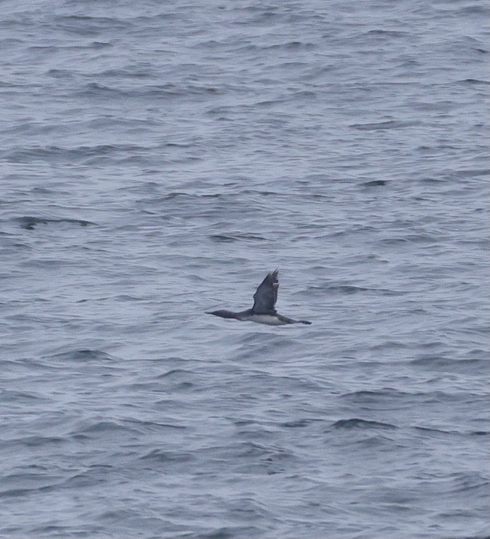 Red-throated Loon - ML641467337