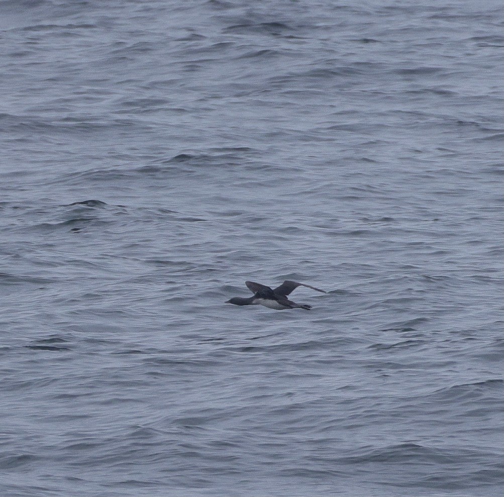 Red-throated Loon - ML641467346