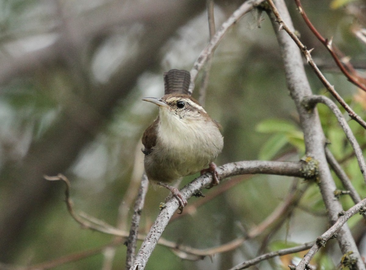 Bewick's Wren - ML641467351