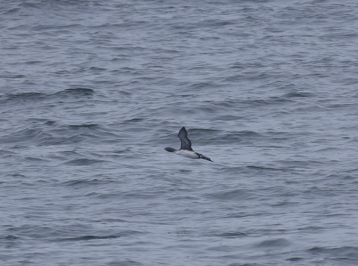 Red-throated Loon - ML641467353