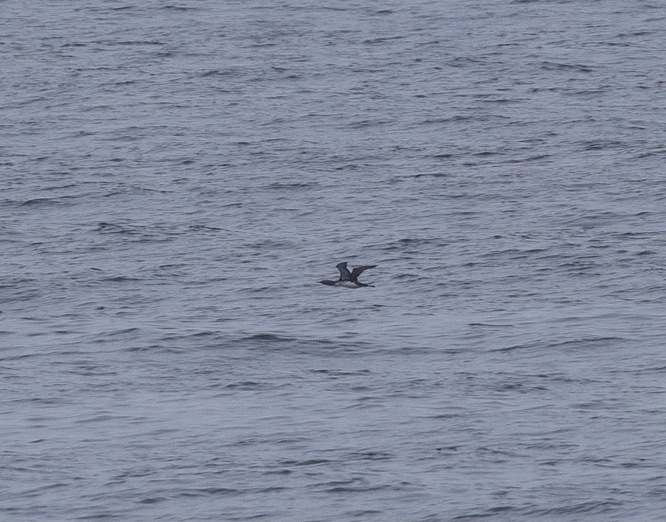 Red-throated Loon - ML641467356