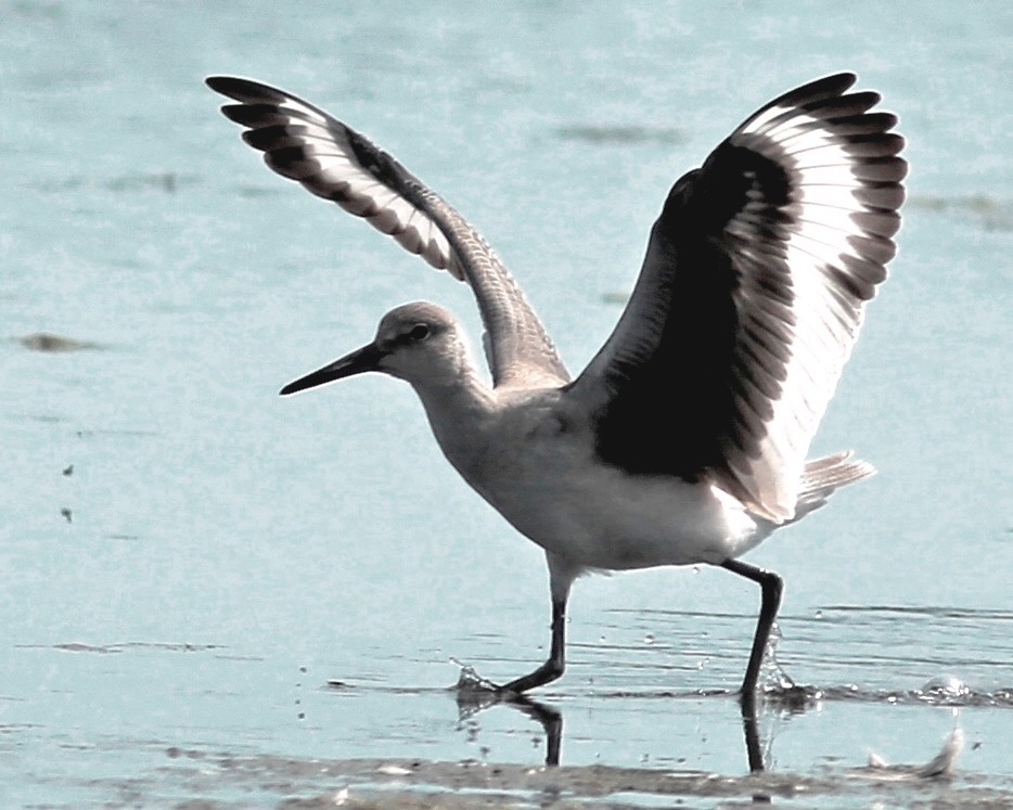 Willet - ML641467357