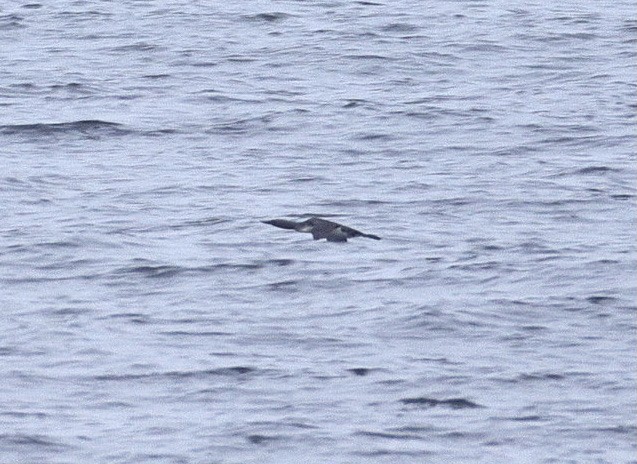 Red-throated Loon - ML641467360