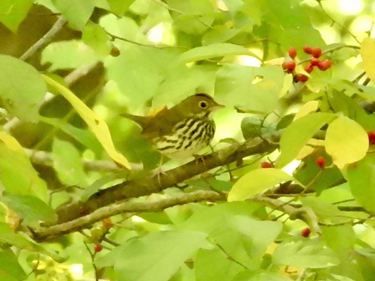 Ovenbird - ML641467366