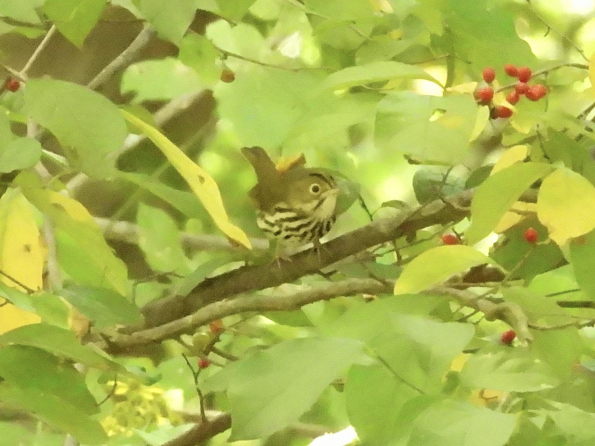 Ovenbird - ML641467367