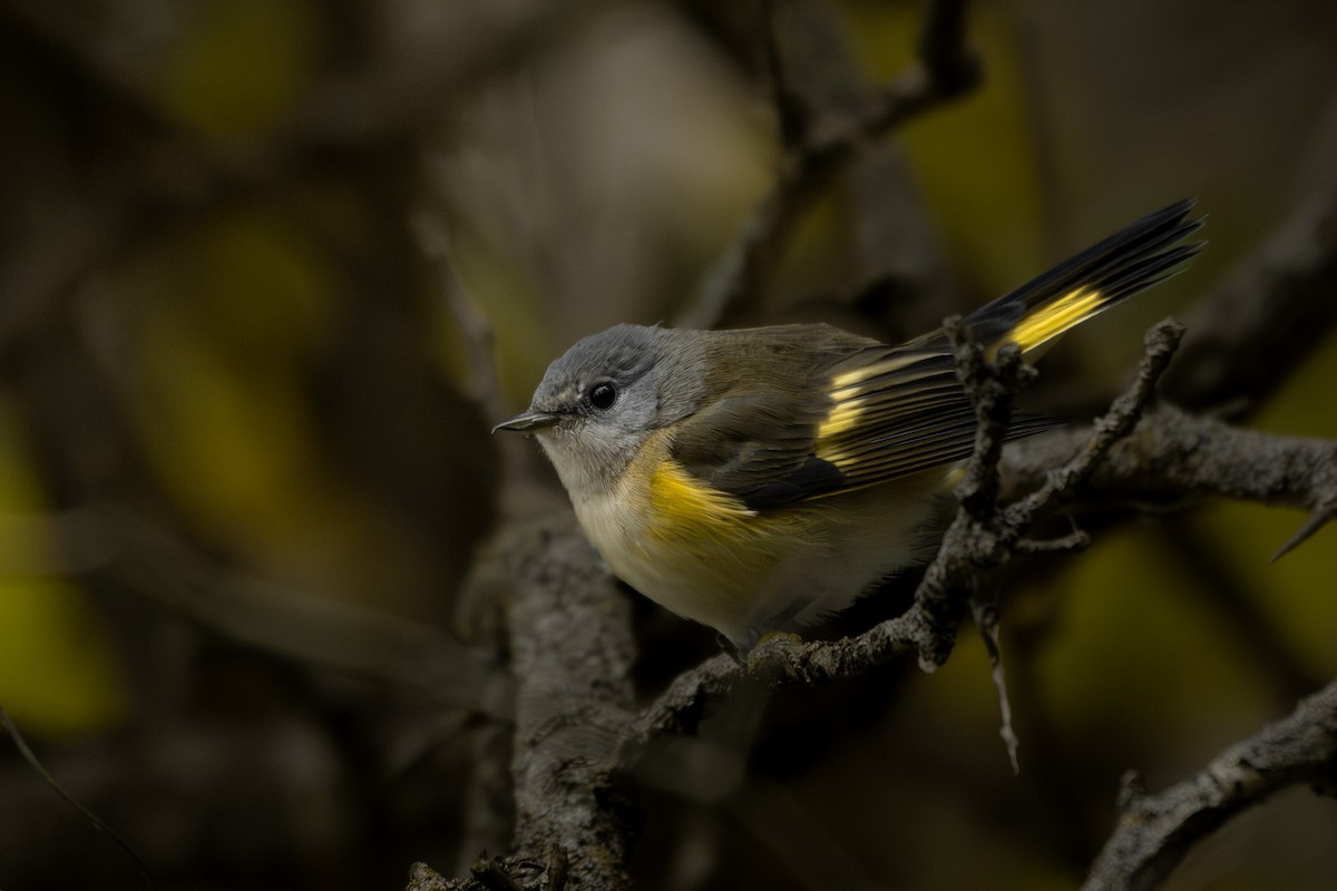 American Redstart - ML641467371
