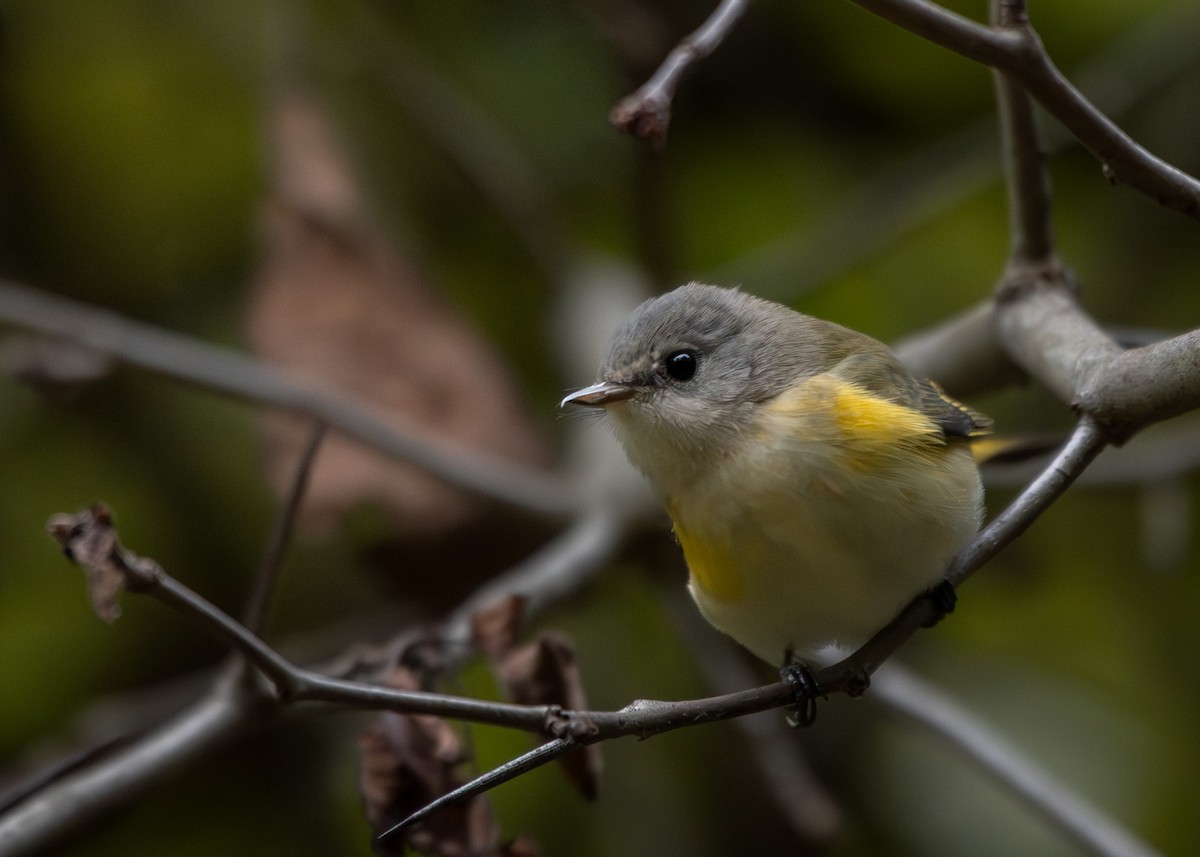 American Redstart - ML641467372