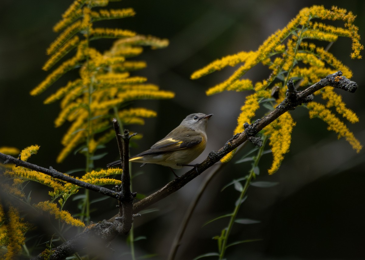 American Redstart - ML641467373