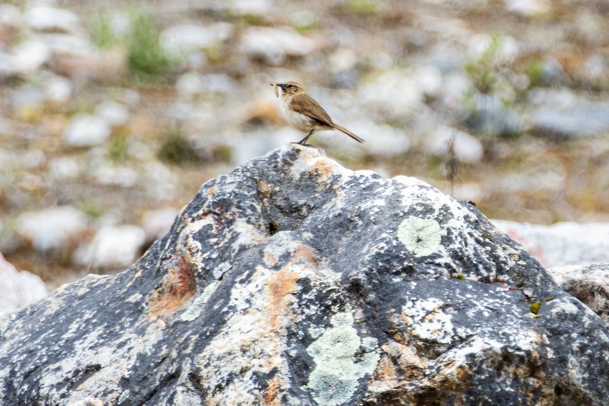 Streak-throated Canastero - ML641467379