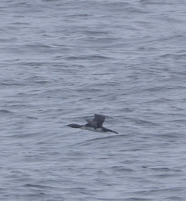 ub. lom (Gavia sp.) - ML641467381