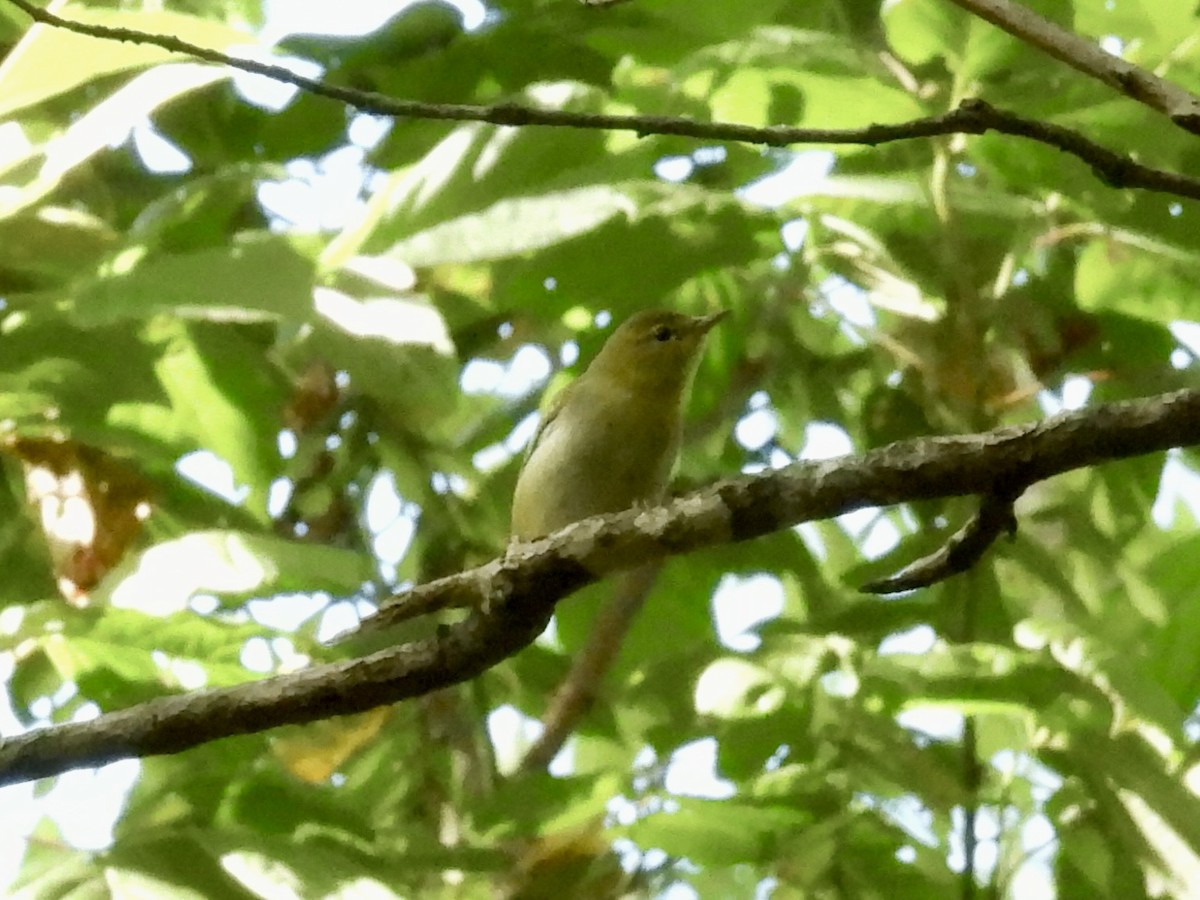 Tennessee Warbler - ML641467385