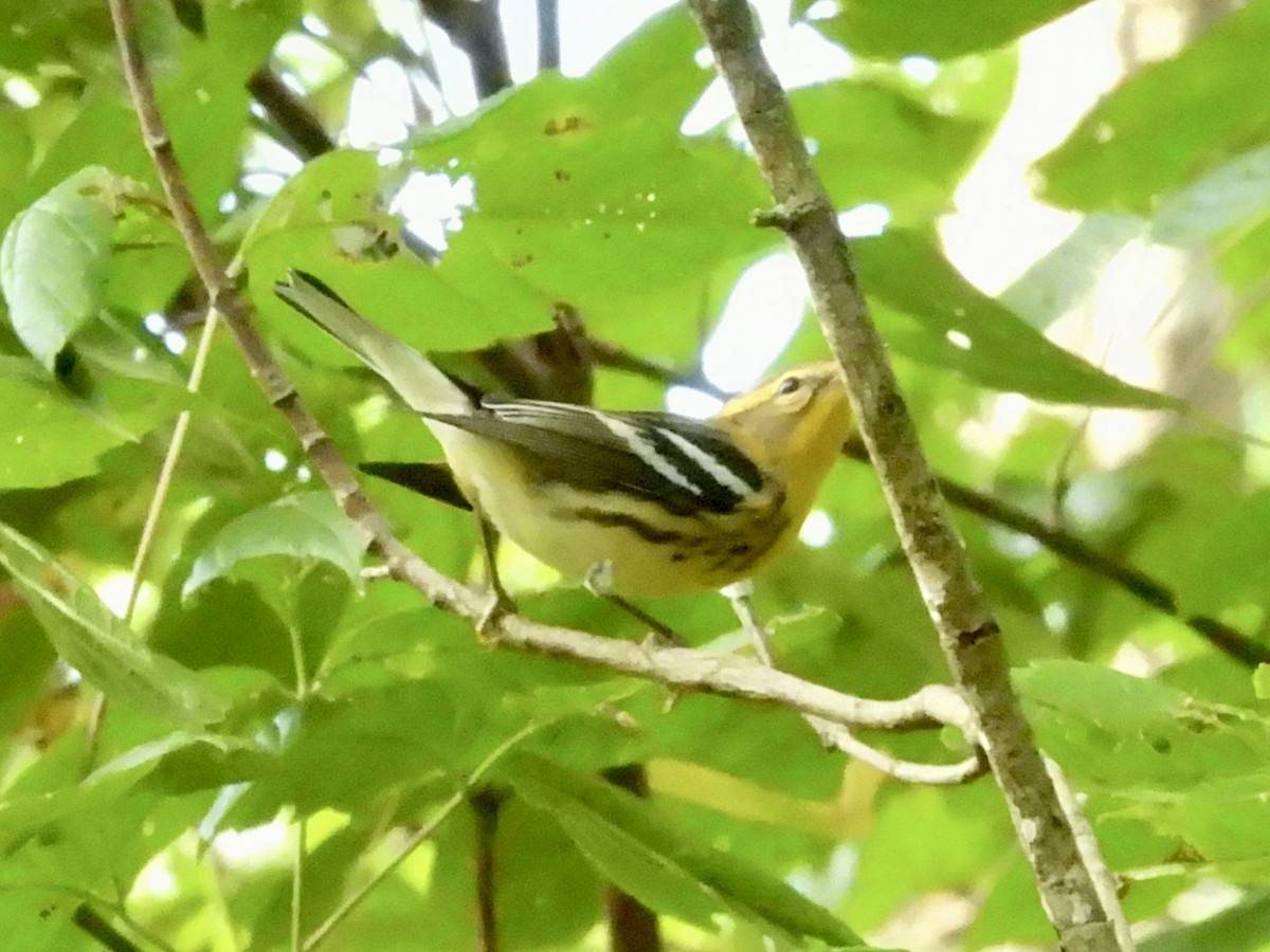 Blackburnian Warbler - ML641467386