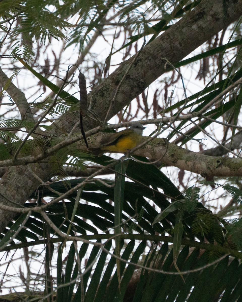 Tropical Kingbird - ML641467399