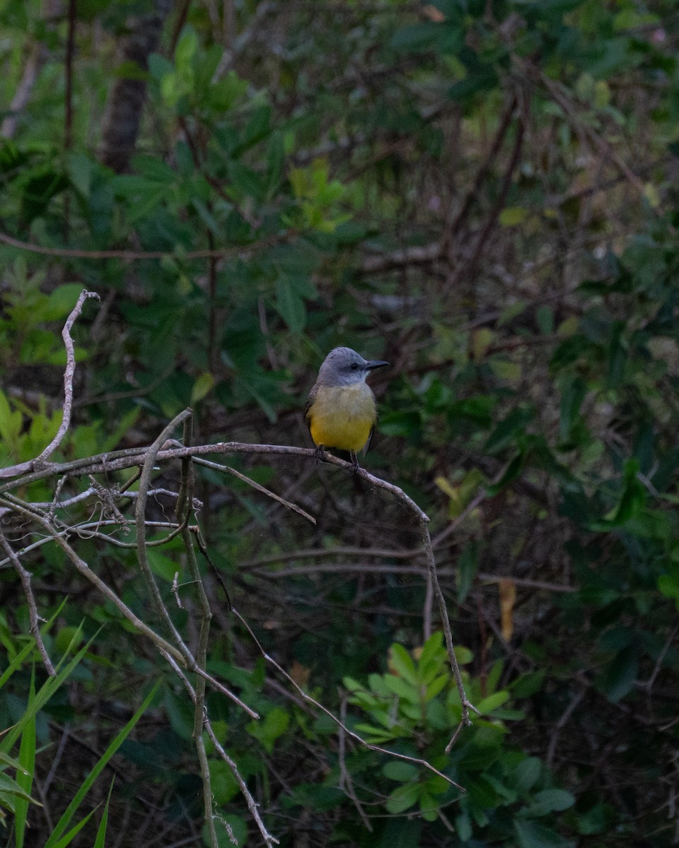 Tropical Kingbird - ML641467434