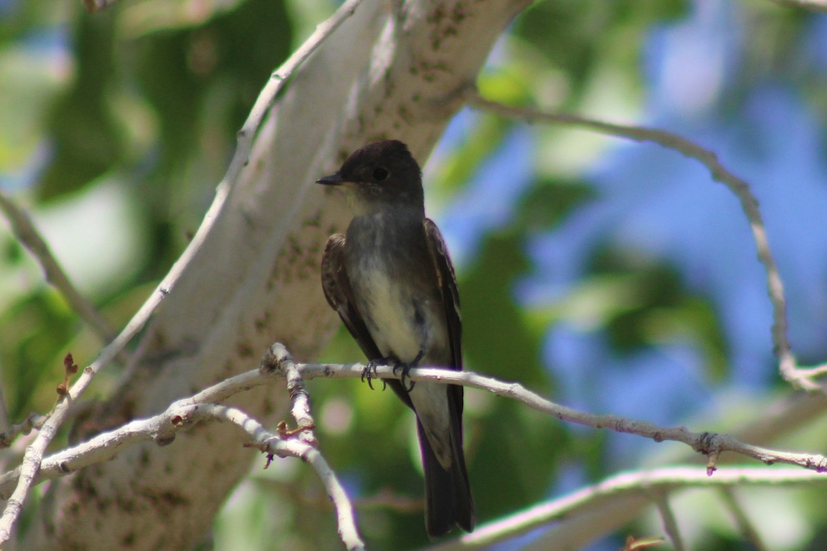Western Wood-Pewee - ML641467471