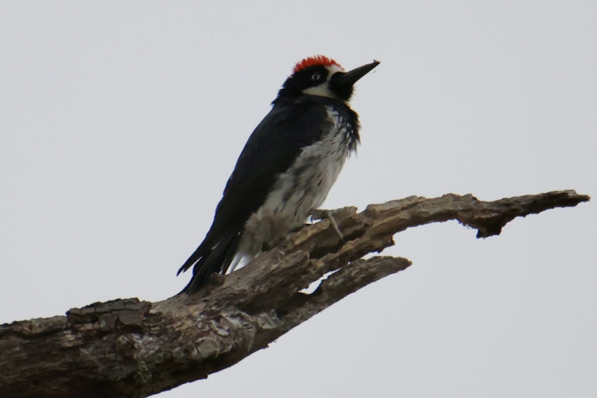 Acorn Woodpecker - ML641467476