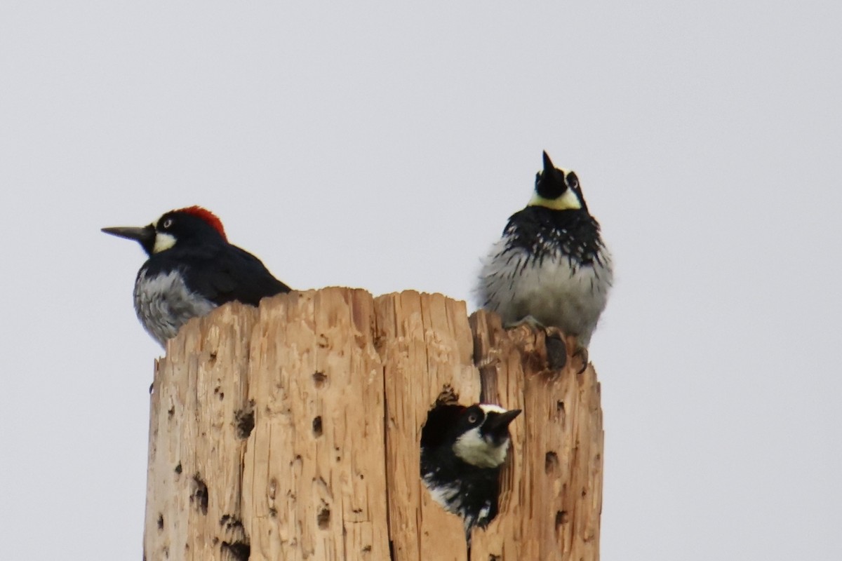 Acorn Woodpecker - ML641467477