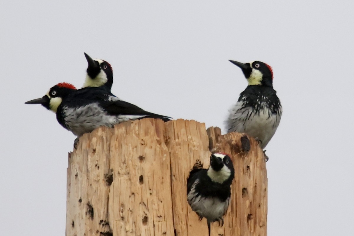 Acorn Woodpecker - ML641467478