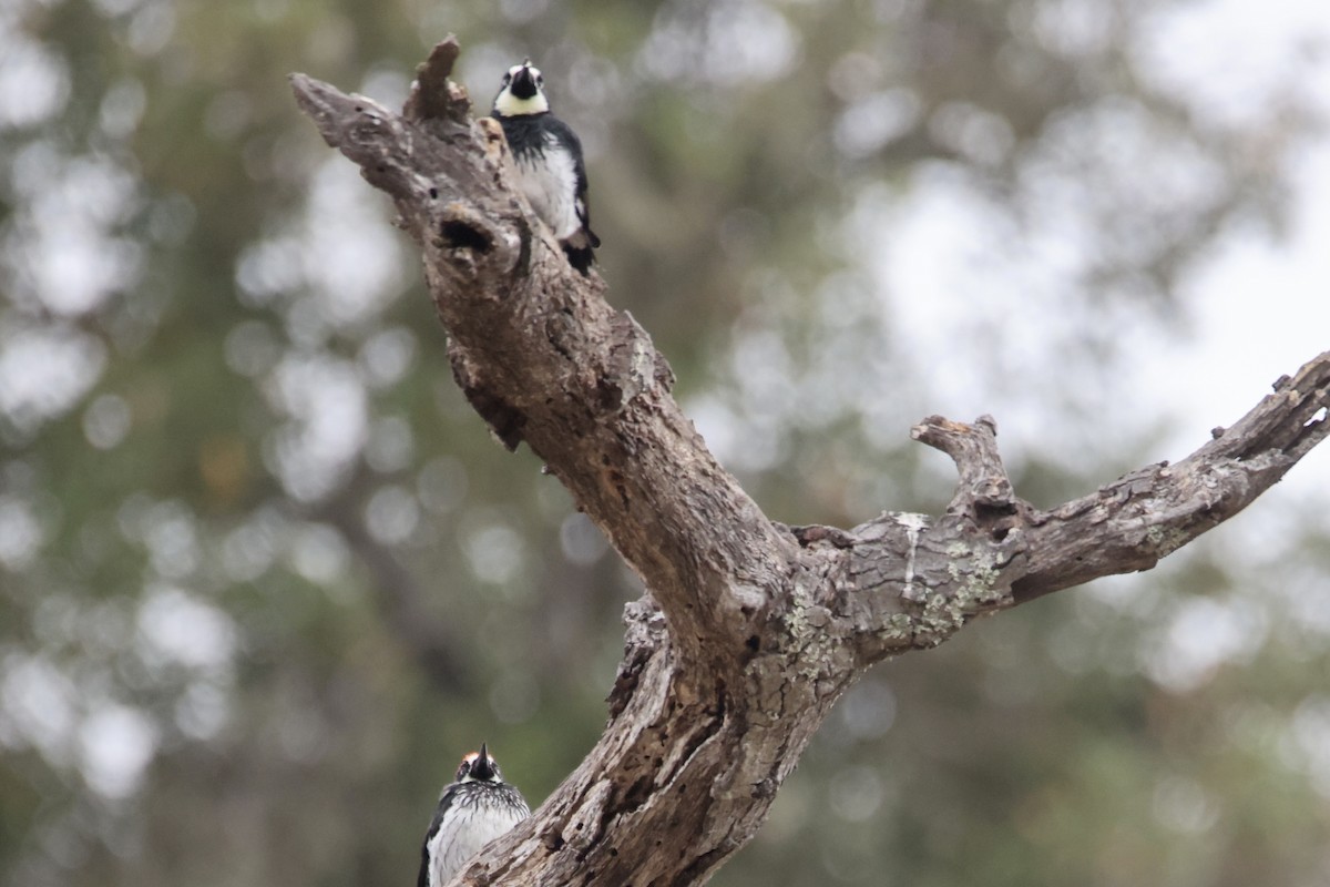 Acorn Woodpecker - ML641467479
