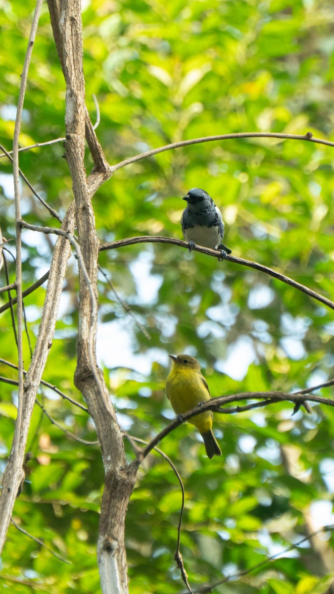 Yellow-backed Tanager - ML641467499