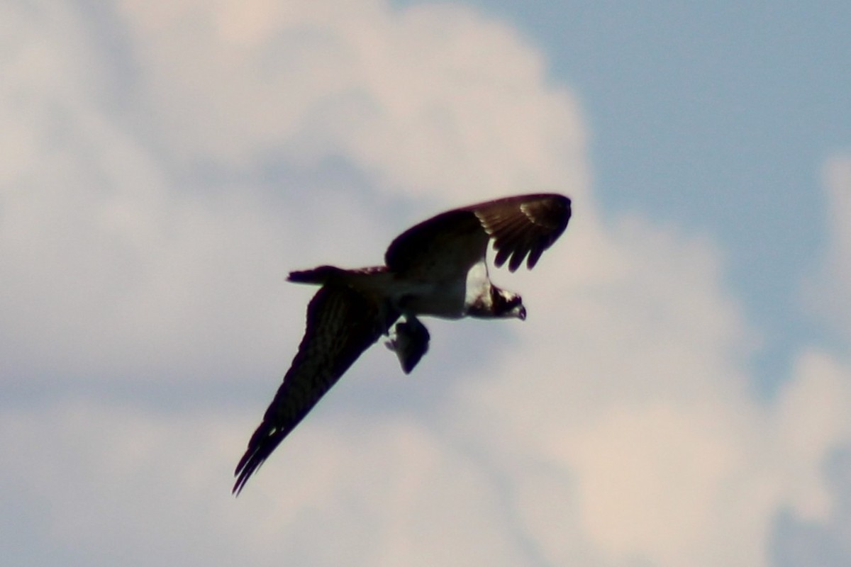 Osprey - ML641467530