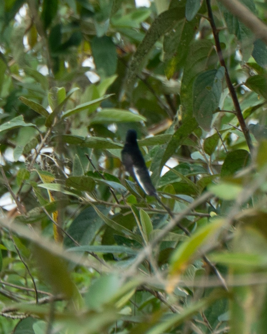 Black Jacobin - ML641467556