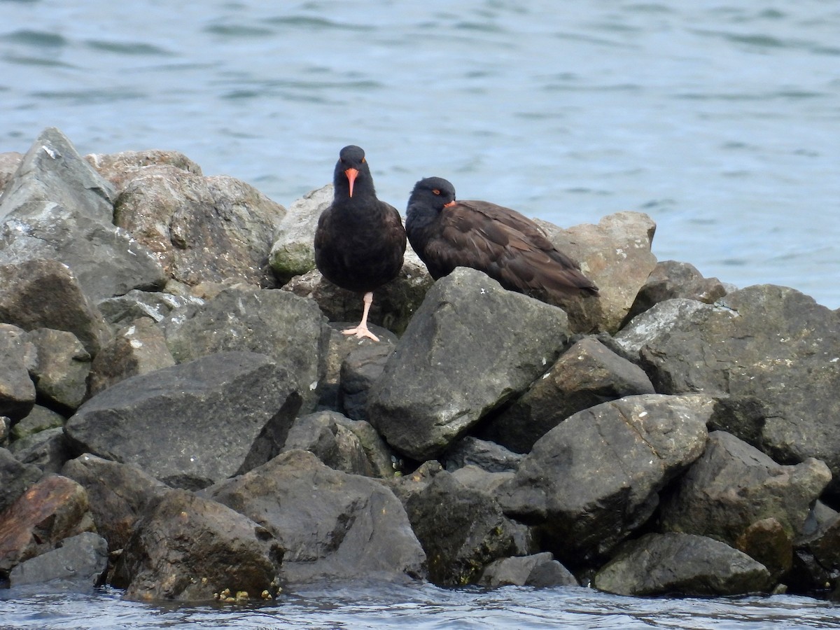 Black Oystercatcher - ML641467607
