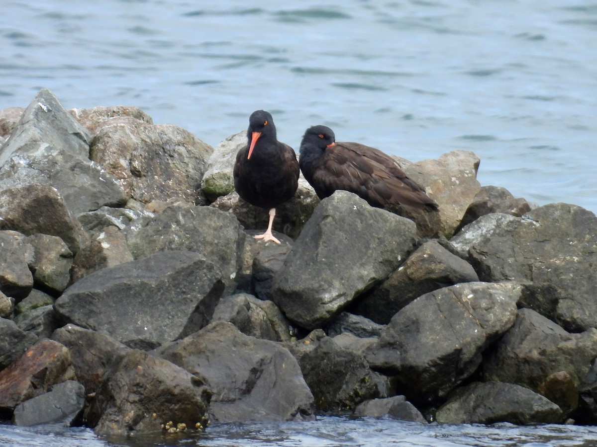 Black Oystercatcher - ML641467608