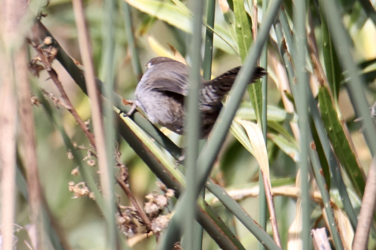 Bewick's Wren - ML641467623