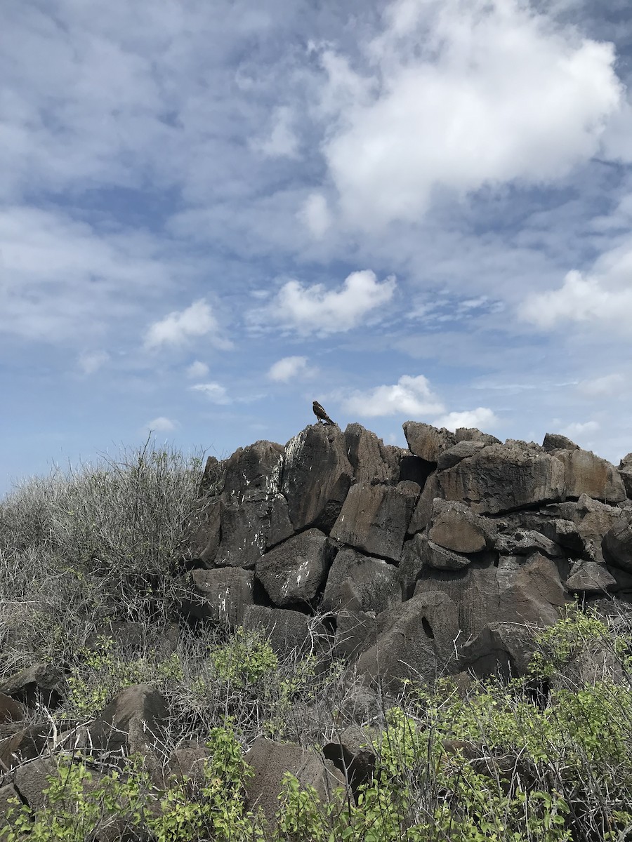 Galapagos Hawk - ML641467626