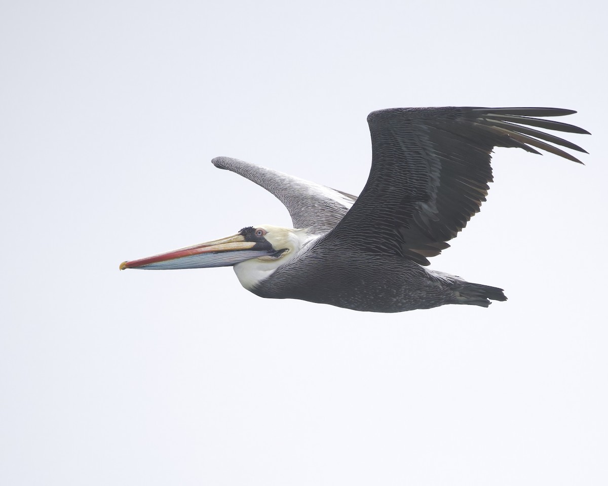 Peruvian Pelican - ML641467630
