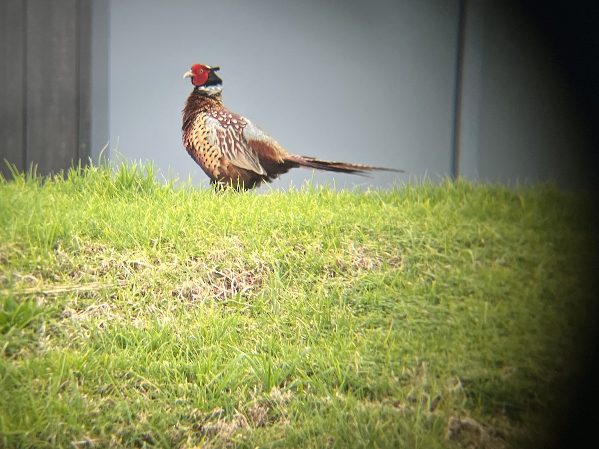 Ring-necked Pheasant - ML641467638