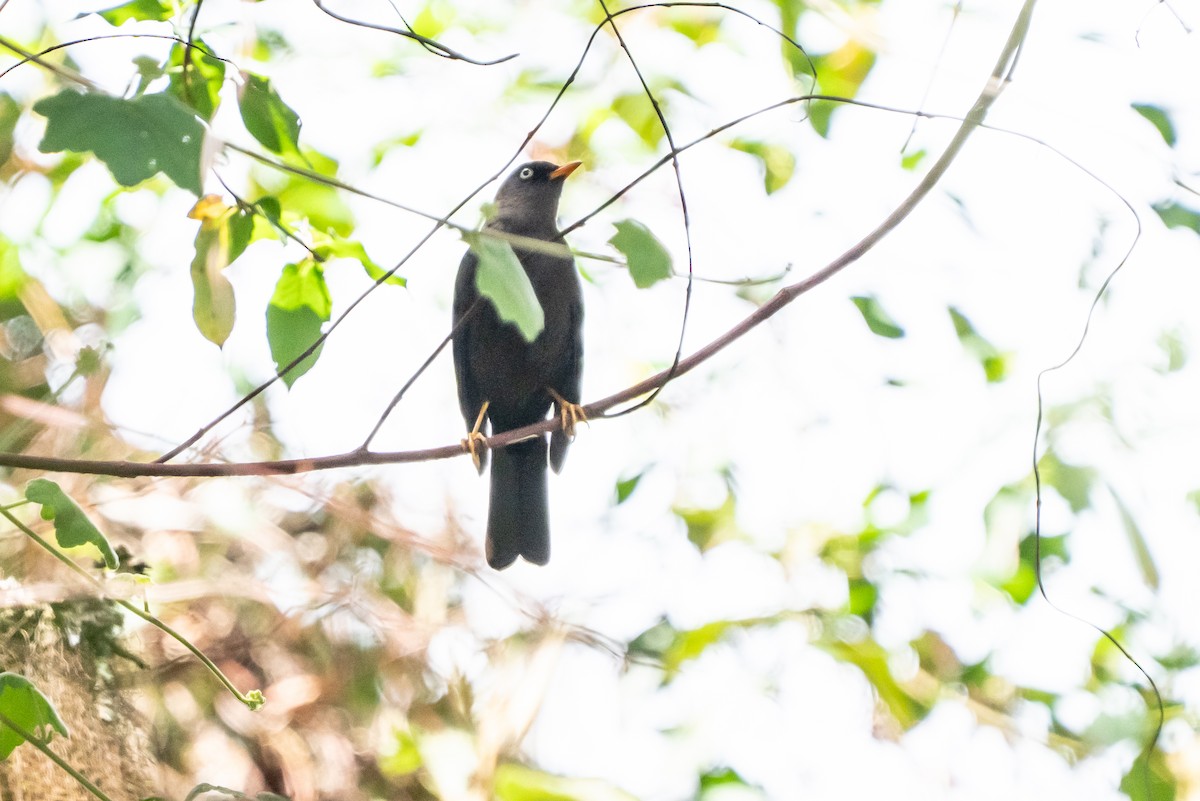 Sooty Thrush - ML641467645