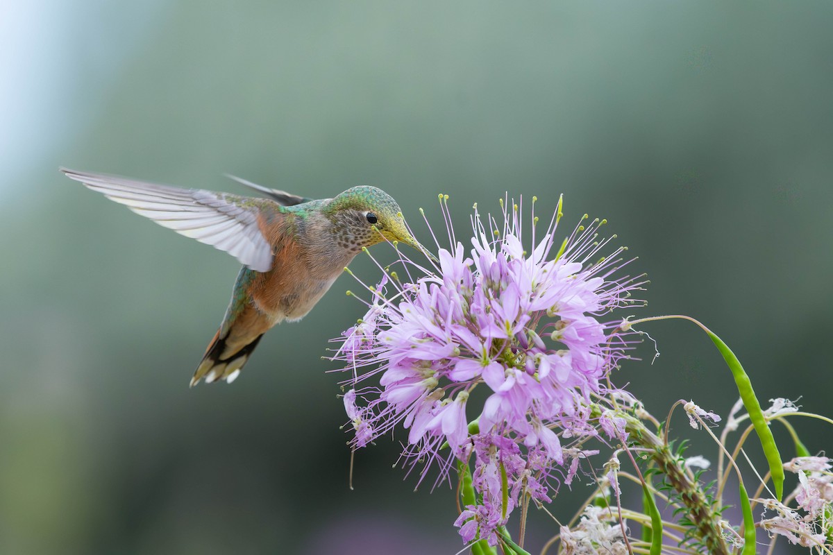 Broad-tailed Hummingbird - ML641467649