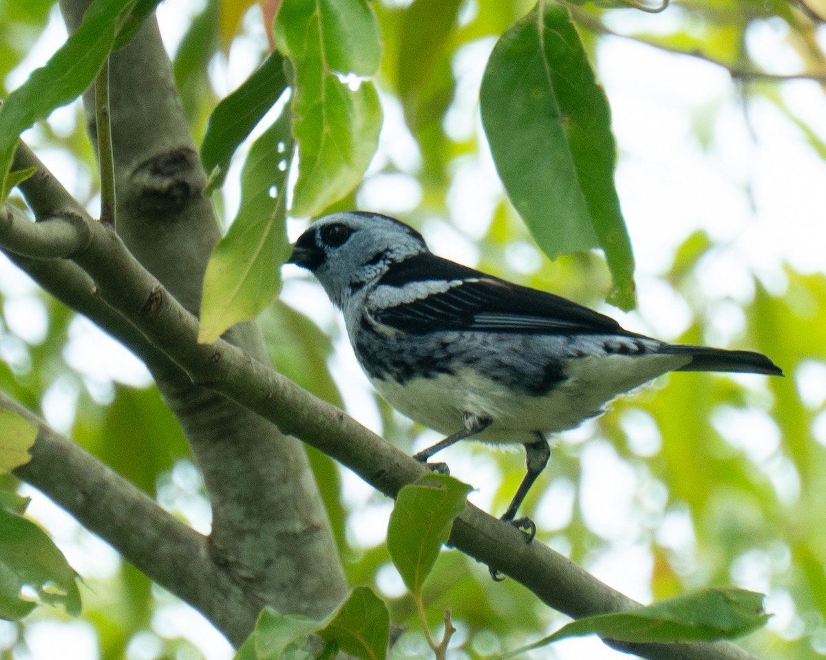 White-bellied Tanager - ML641467653