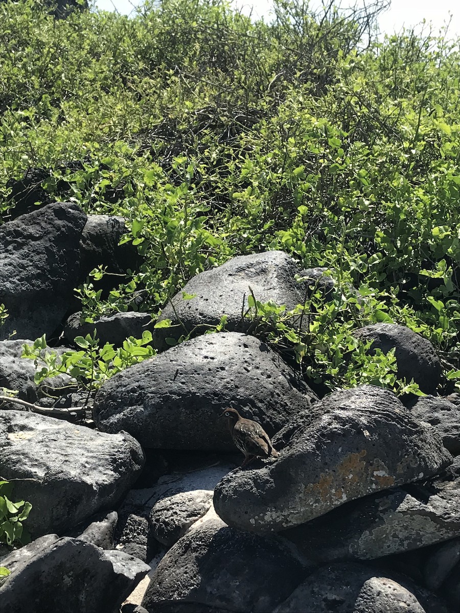 Galapagos Dove - ML641467655