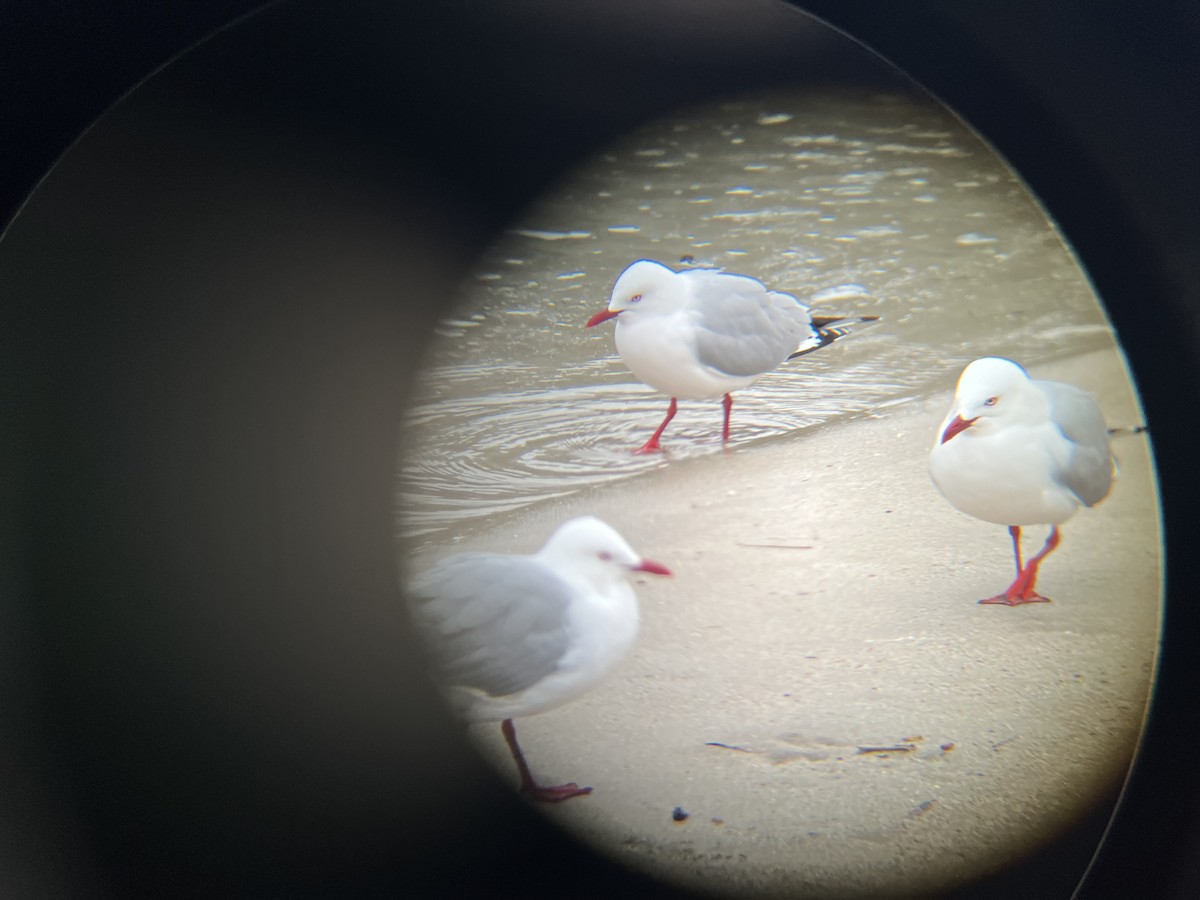 Silver Gull (Red-billed) - ML641467657