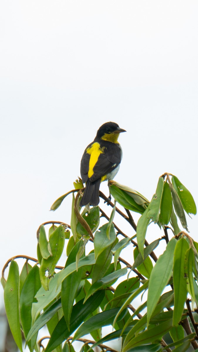 Yellow-backed Tanager - ML641467658