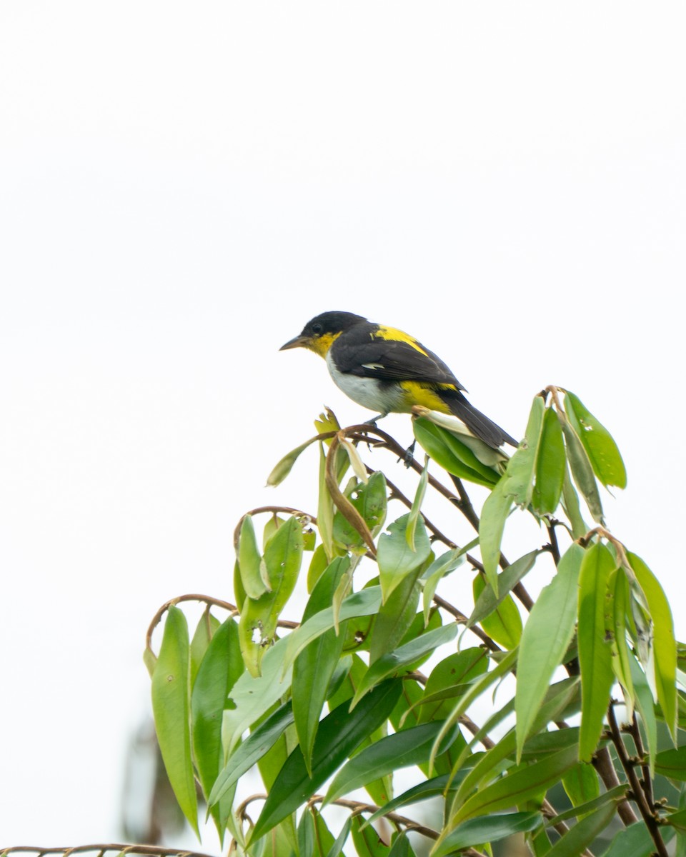Yellow-backed Tanager - ML641467659