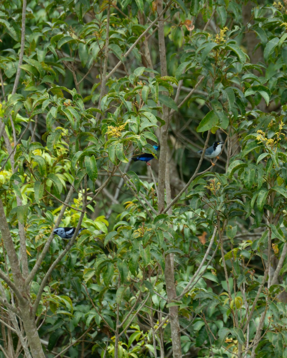 White-bellied Tanager - ML641467684