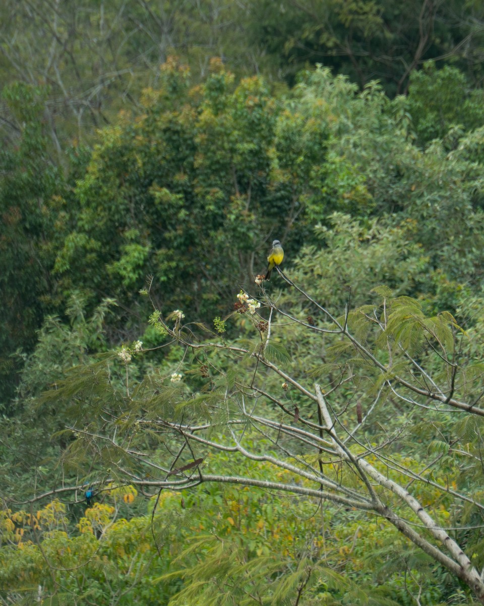 Tropical Kingbird - ML641467691