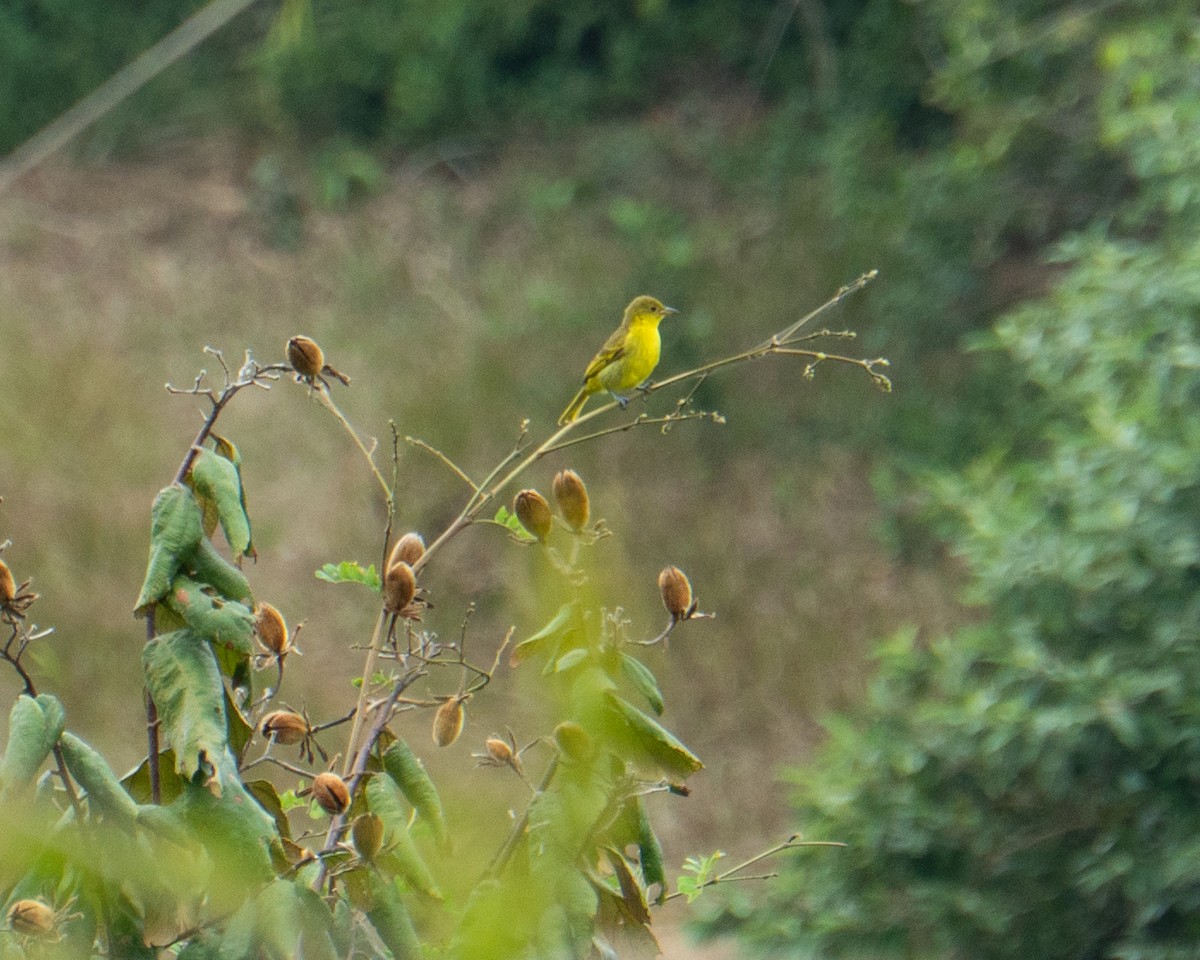 Yellow-backed Tanager - ML641467702