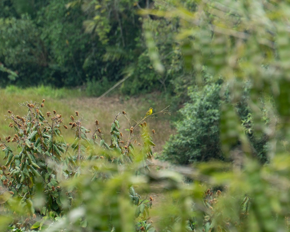 Yellow-backed Tanager - ML641467703