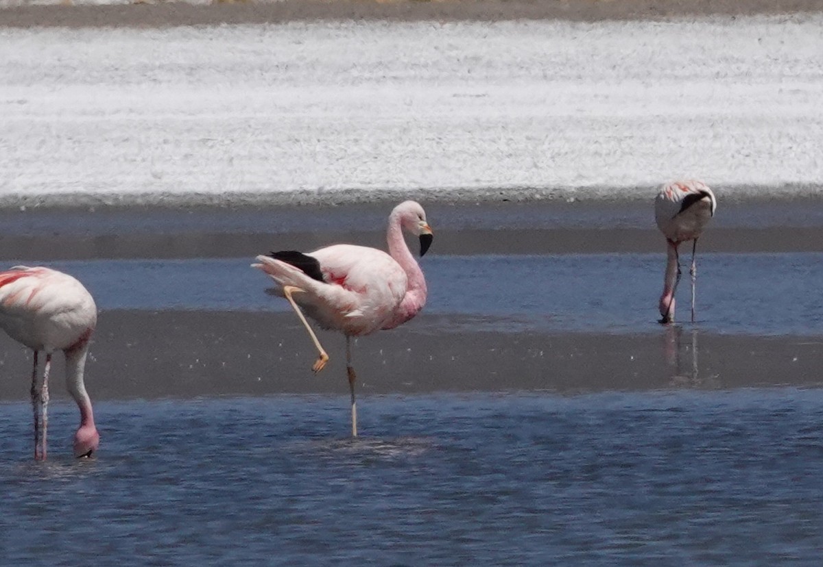 And Flamingosu - ML641467734