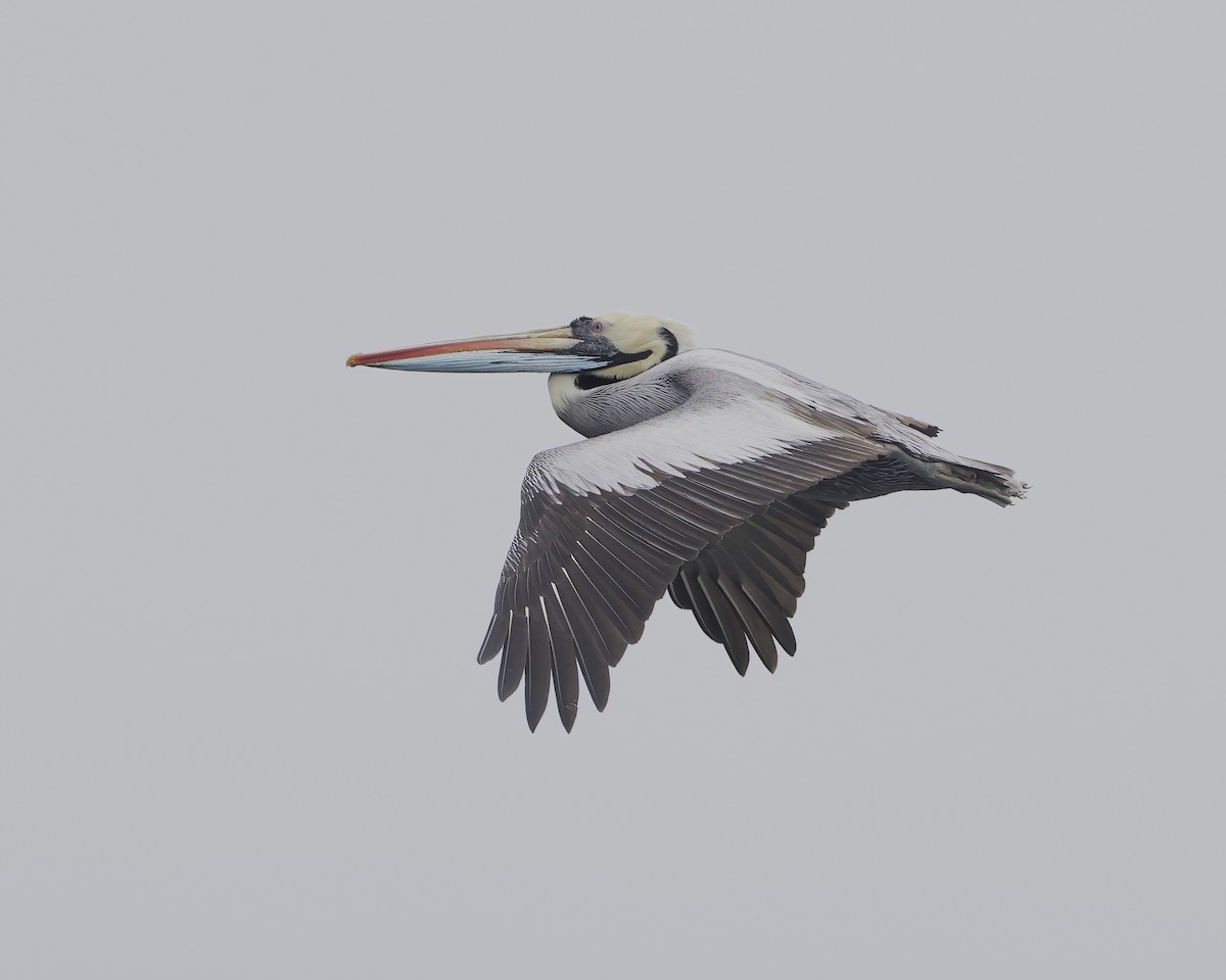 Peruvian Pelican - ML641467767