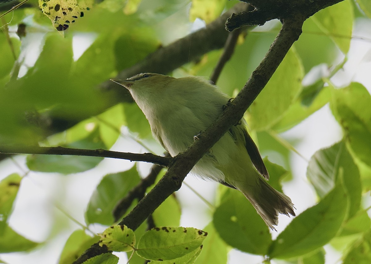 Red-eyed Vireo - ML641467774