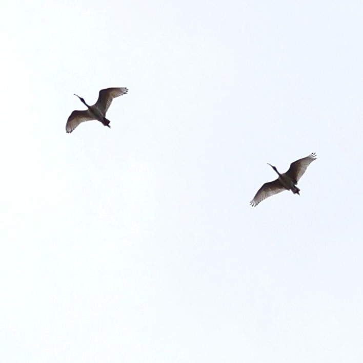 ibis australský - ML641467778