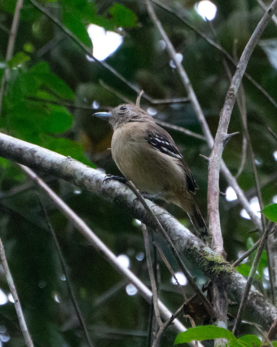 Sooretama Slaty-Antshrike - ML641467792