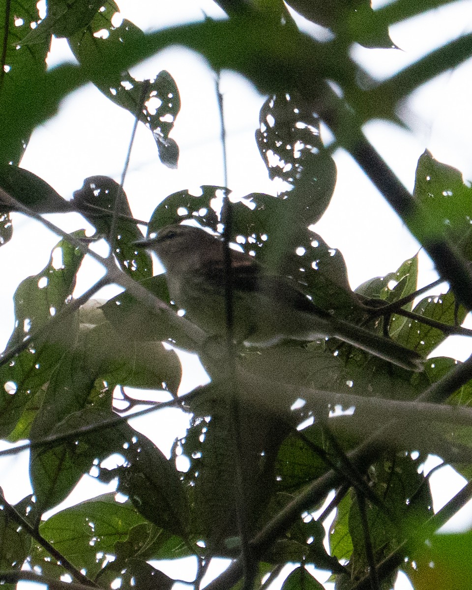 Fuscous Flycatcher - ML641467799