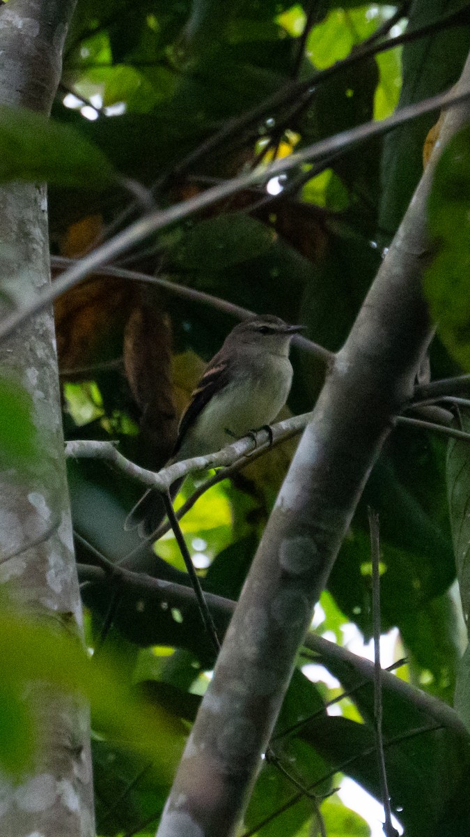 Fuscous Flycatcher - ML641467800